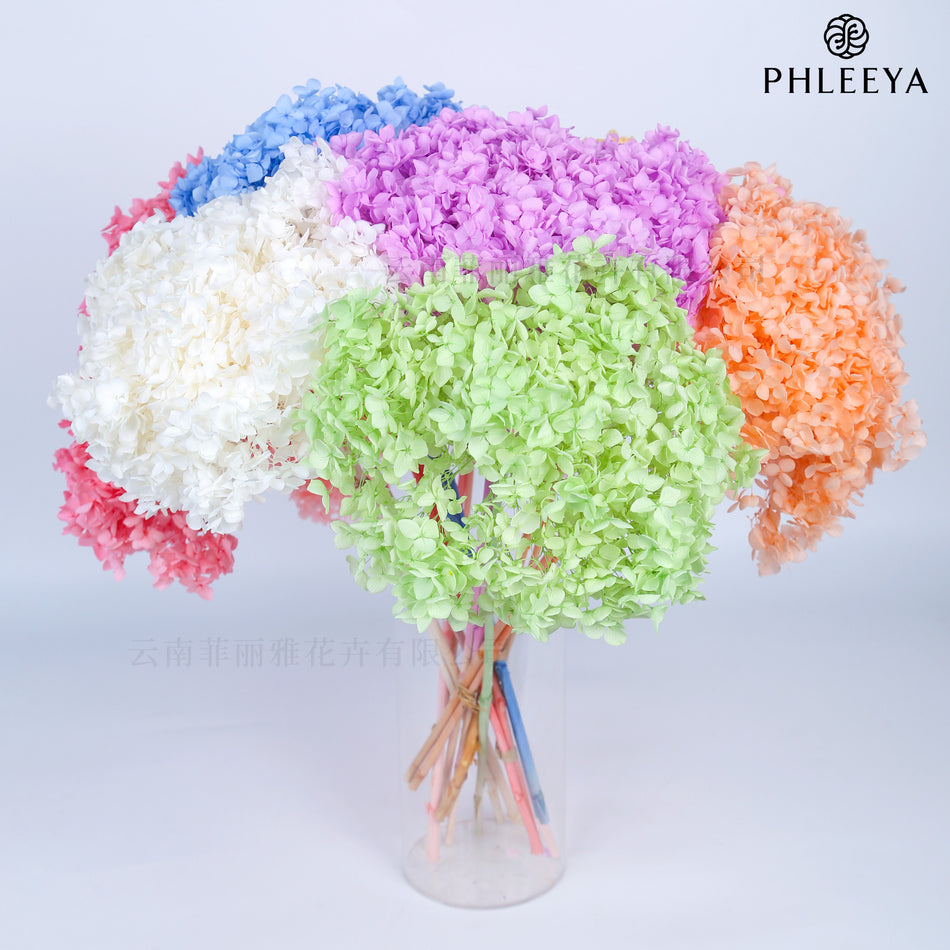 Anna Hydrangea Eternal Flower Dried Single Stem Wholesale